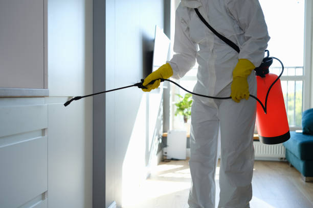 Best Office Mold Removal Services  in Spearman, TX