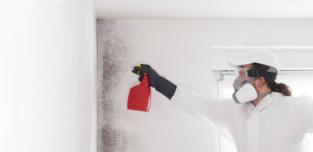 Professional Mold Removal in Spearman, TX